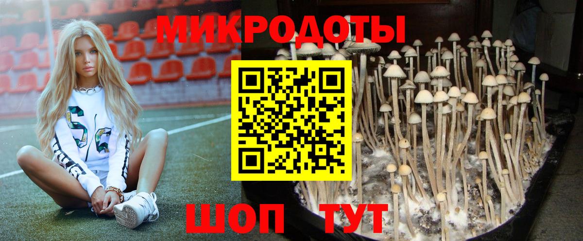 Галлюциногенные грибы Psilocybe Дмитров